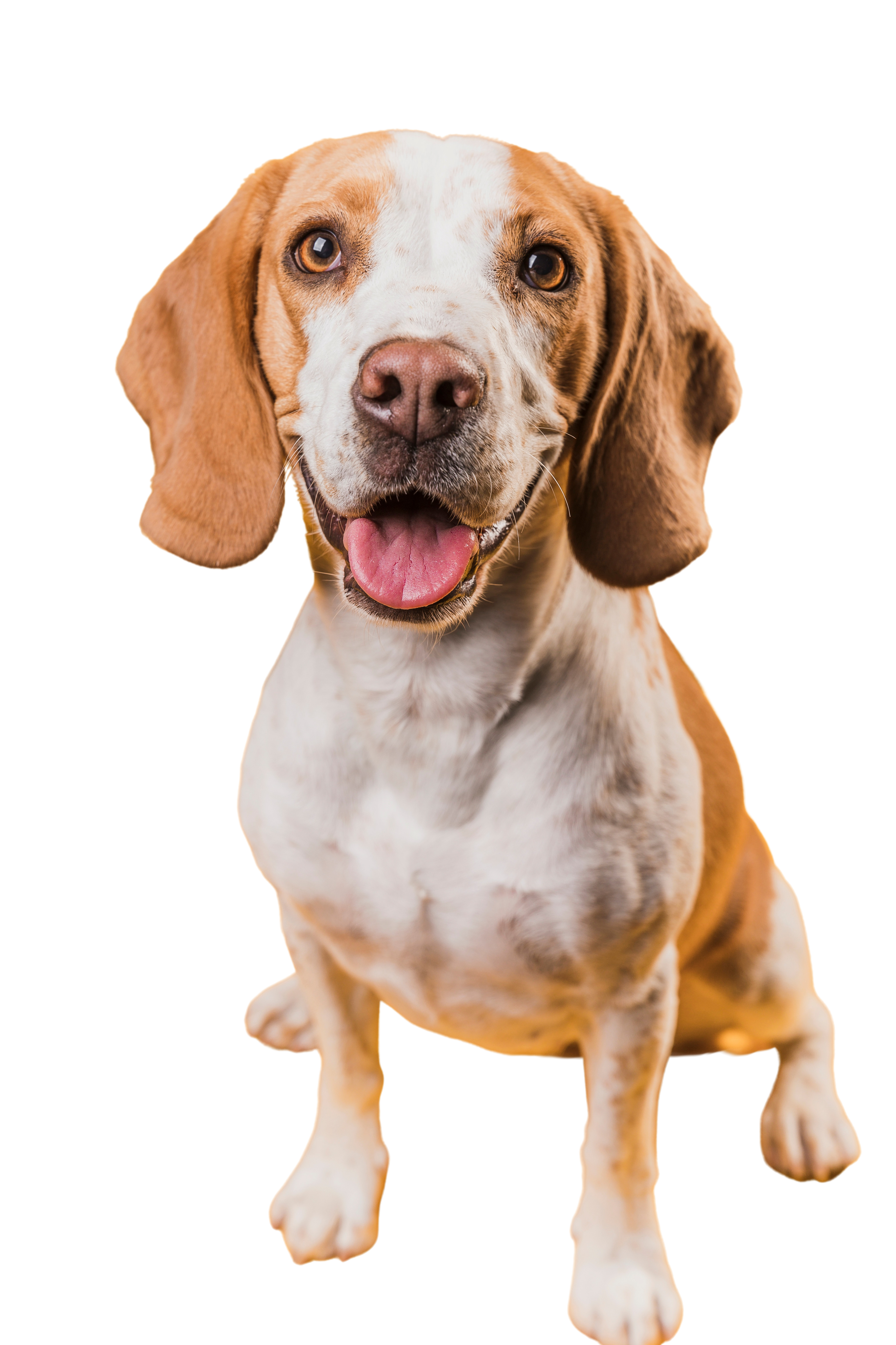 Dog Logo